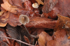 Mycena polygramma