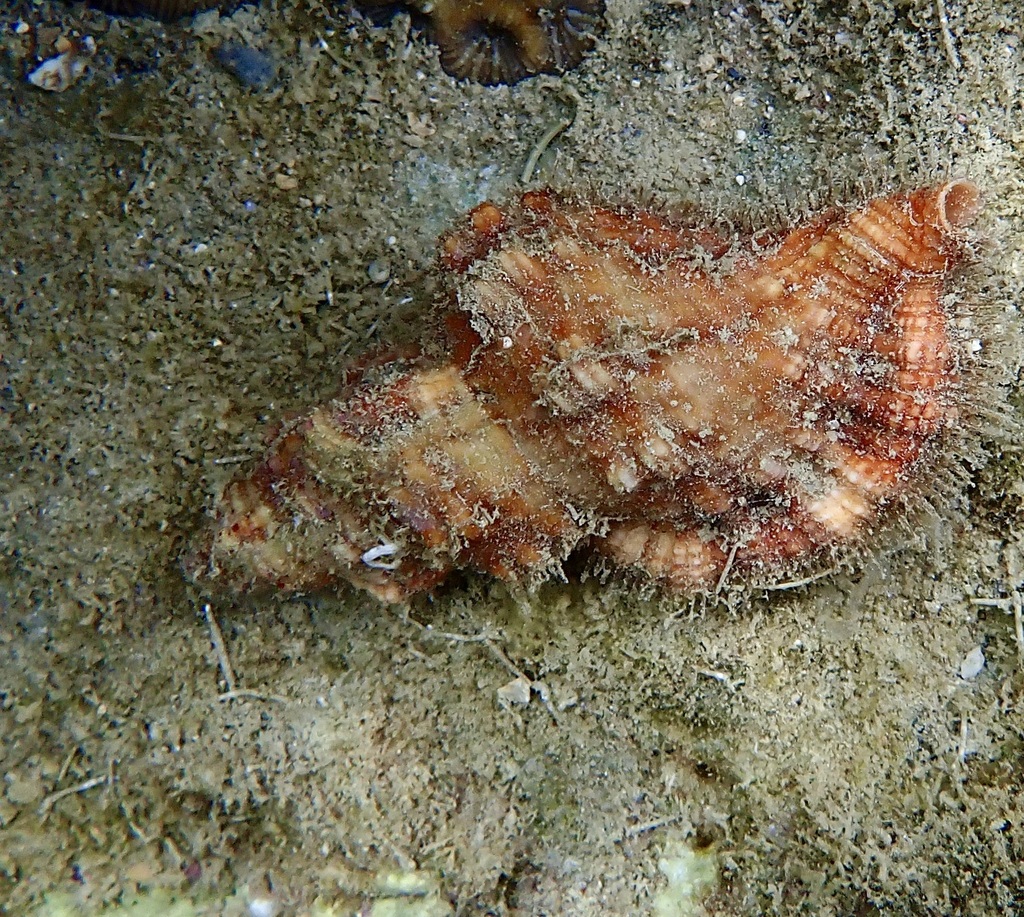 Monoplex aquatilis from baie des citrons on August 3, 2022 at 11:24 PM ...