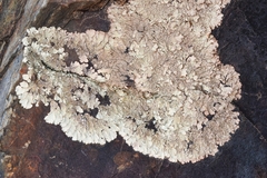 Parmelina tiliacea