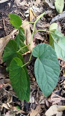 Begonia longifolia