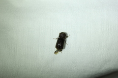 Bostrichidae