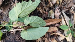 Begonia longifolia