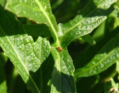 Sminthurus hispanicus