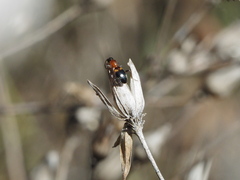 Anthelephila pedestris
