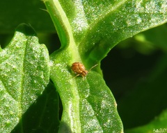 Sminthurus hispanicus