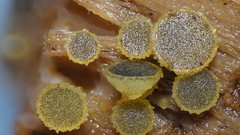 Ascobolus lignatilis