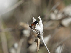 Anthelephila pedestris
