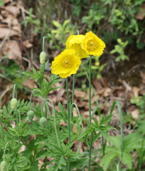 Papaver cambricum