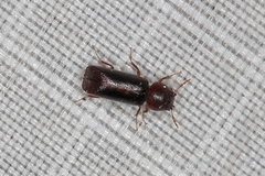 Bostrichidae