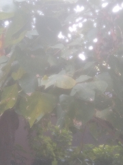 Erythrina lysistemon