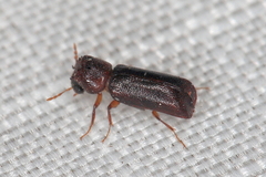 Bostrichidae