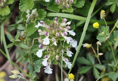 Teucrium pyrenaicum