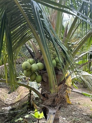 Cocos nucifera