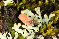 Coelostomidia