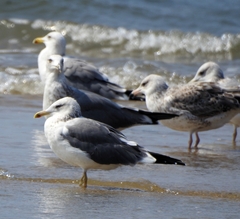 Larus fuscus heuglini