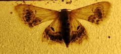 Idaea macrospila
