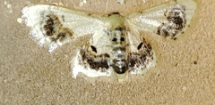 Idaea macrospila