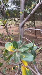 Cupaniopsis anacardioides