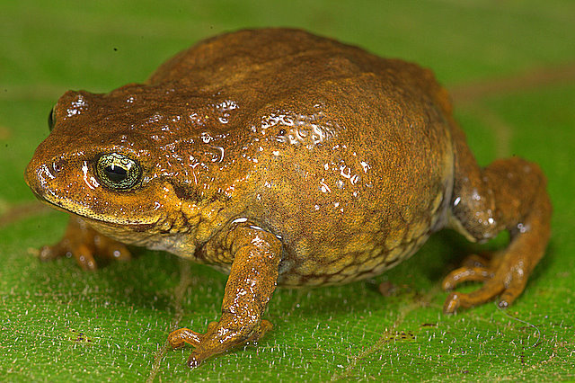 Bustamante's Andes Frog