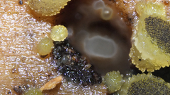 Ascobolus lignatilis