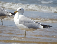 Larus fuscus barabensis