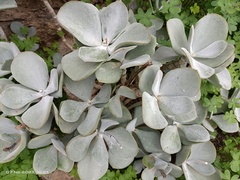 Crassula arborescens arborescens