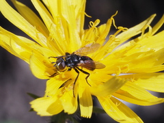Besseria zonaria
