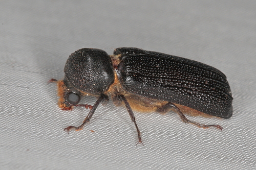 Apate monachus