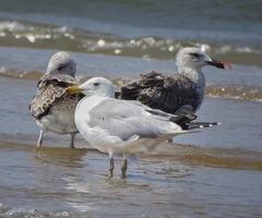 Larus fuscus barabensis