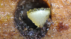 Ascobolus lignatilis