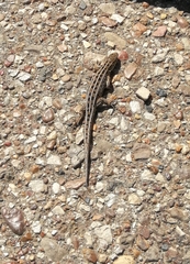 Lacerta agilis exigua