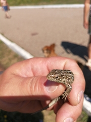 Lacerta agilis exigua