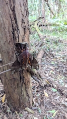 Coequosa australasiae