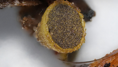 Ascobolus lignatilis