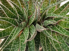 Aristaloe aristata