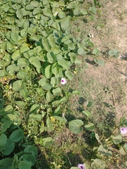 Solanales