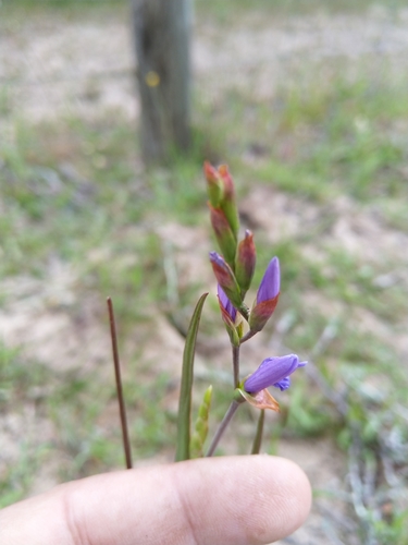 Geissorhiza purpurascens