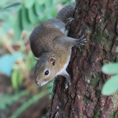 Callosciurus pygerythrus