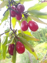 Cornus
