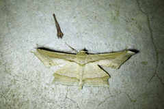 Krananda latimarginaria