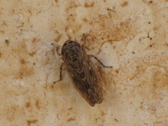 Euscelidius variegatus