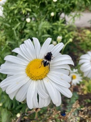 Helophilus cingulatus