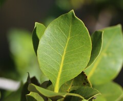 Avicennia