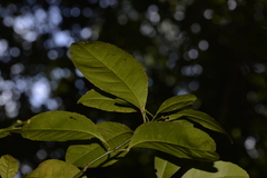 Citrus deliciosa