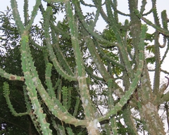 Euphorbia neriifolia