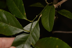 Citrus deliciosa