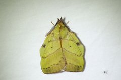 Radhica elisabethae