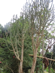 Euphorbia neriifolia