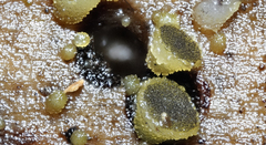 Ascobolus lignatilis