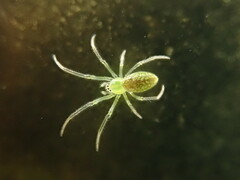 Tetragnatha squamata